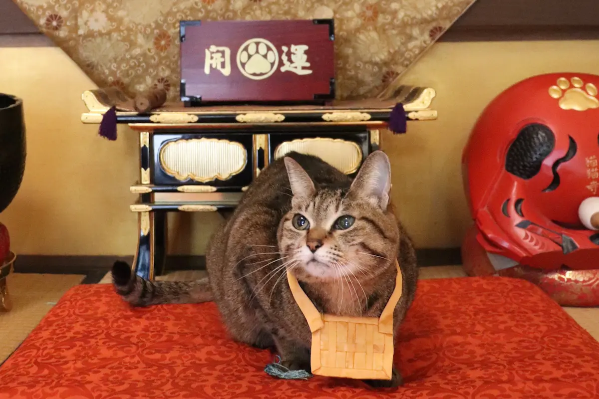 ねこ 30782＞近鉄22000系ACE（未更新車）基本2両編成セット（動力付き）｜N