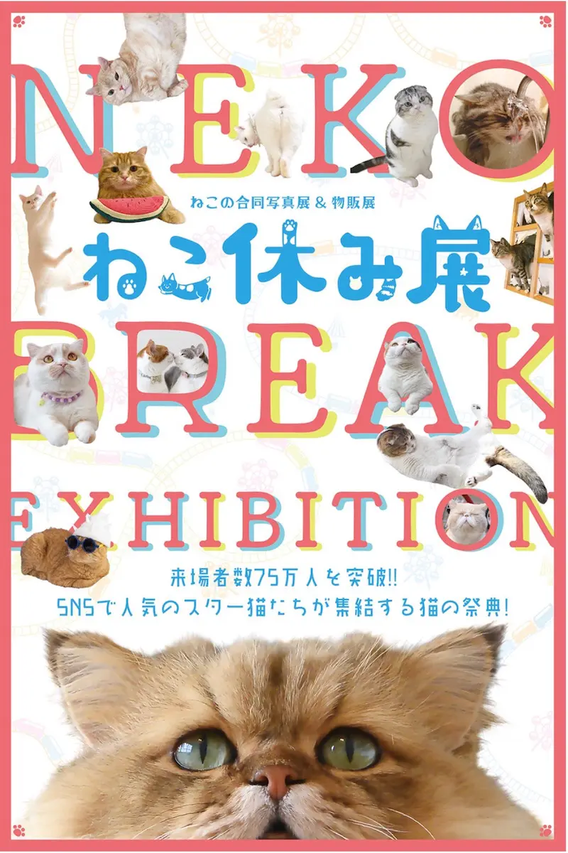全国を巡回する「ねこ休み展」とスター猫とは？人気のスター猫を紹介