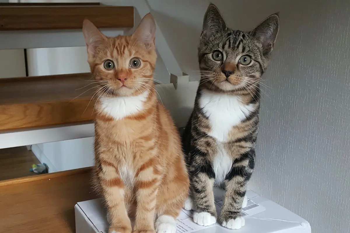 どうすれば失敗しない 猫の多頭飼いの注意点やうまくいくポイント Prettyonline