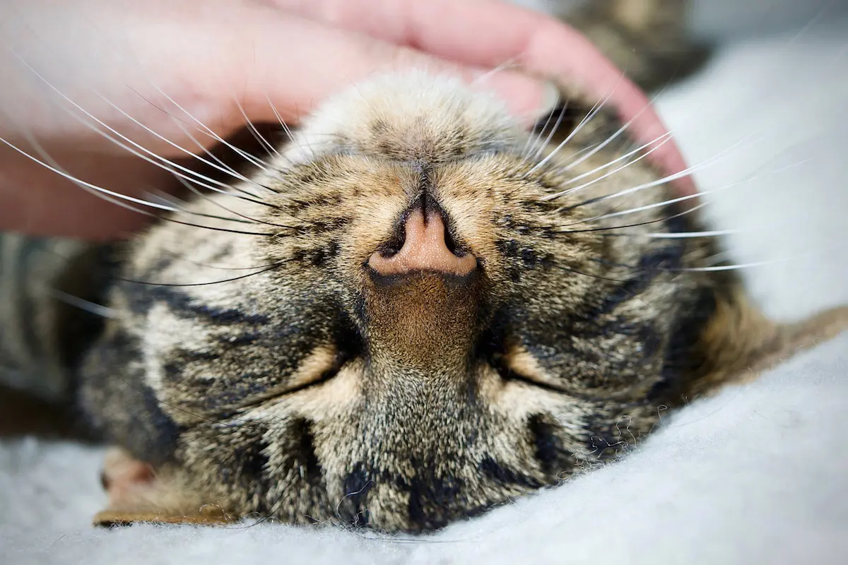 あなたは猫に好かれている 猫が好きな人に見せる10個の愛情表現 2ページ目 Prettyonline