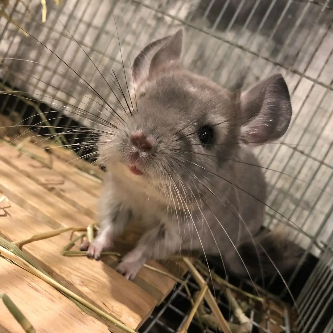 大阪 動物 カフェ