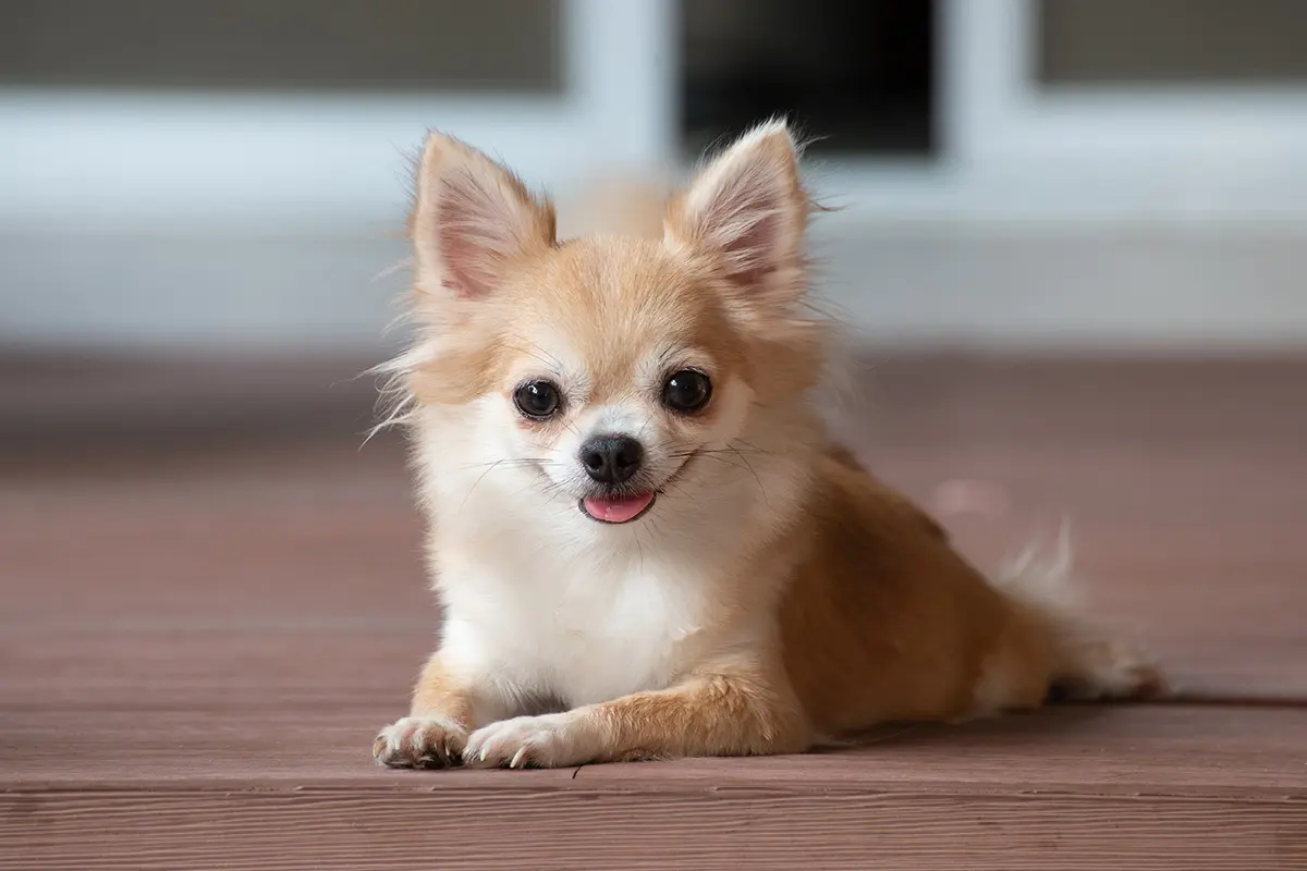 可愛い 犬 種
