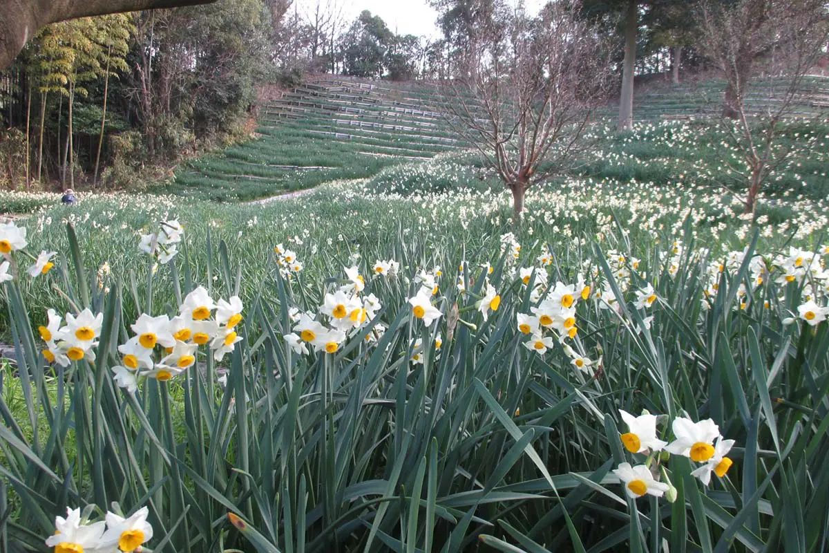 暖かな冬の午後。光の影に癒やされる日本水仙の 