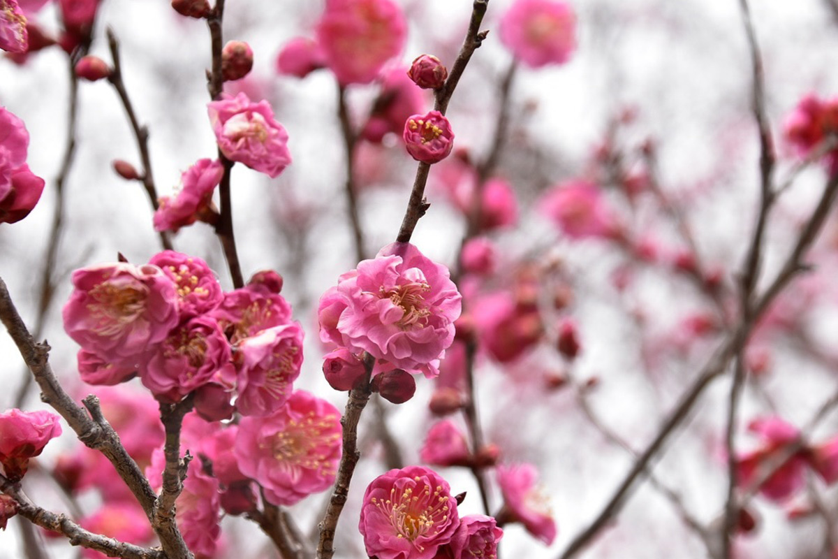 びわこ文化公園の紅梅