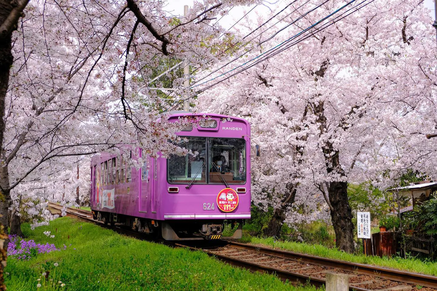 京都】電車の窓から見える桜スポット！移動しながらお花見しよう