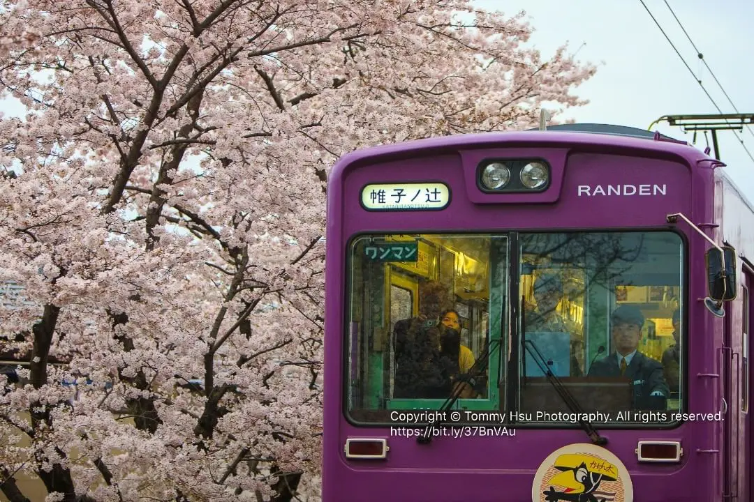 ②帯　桜　もみじ　鳥　御所車 叡山電車【公式】 | 昨夜、「紅葉ライトアップ特別列車」の