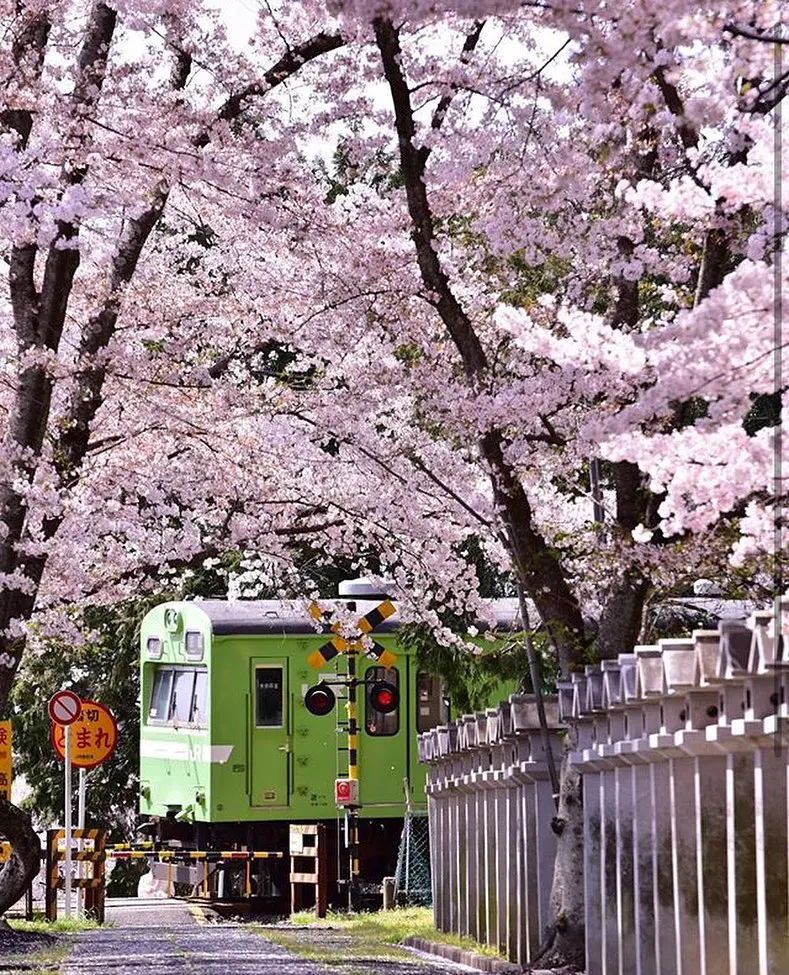 京都】電車の窓から見える桜スポット！移動しながらお花見しよう