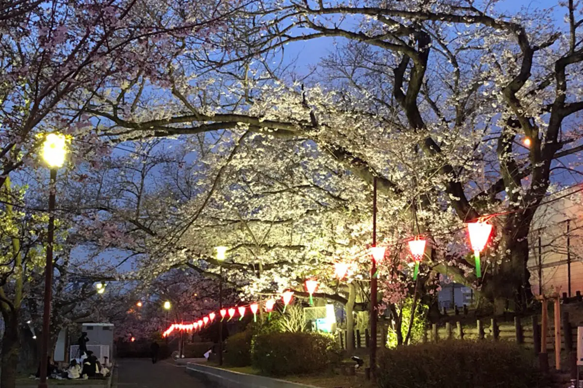 大阪】柴島浄水場の桜並木通り抜けを4年ぶりに開催！幻想的な夜桜も