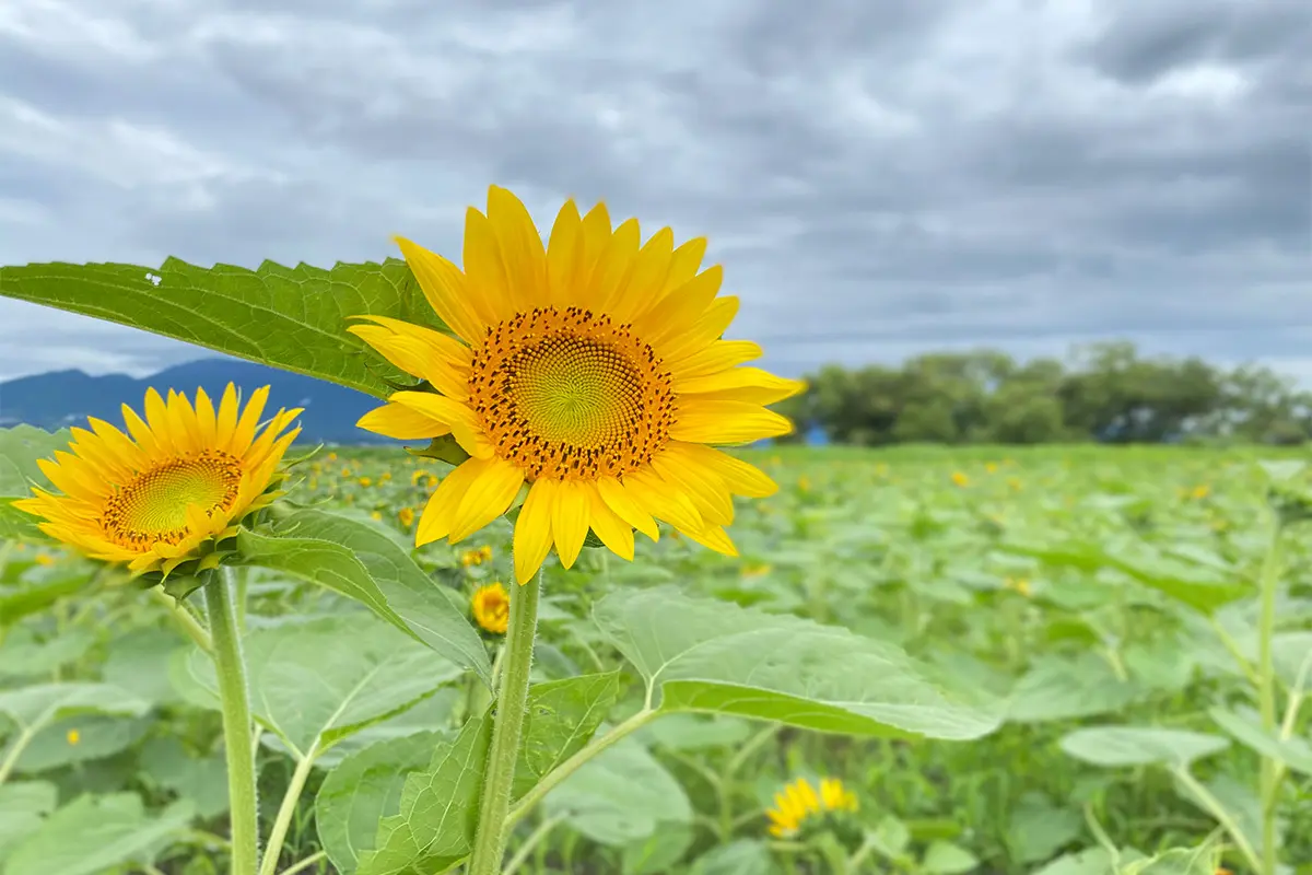 ひまわり 第1なぎさ公園 ひまわり畑 - 守山市観光物産協会
