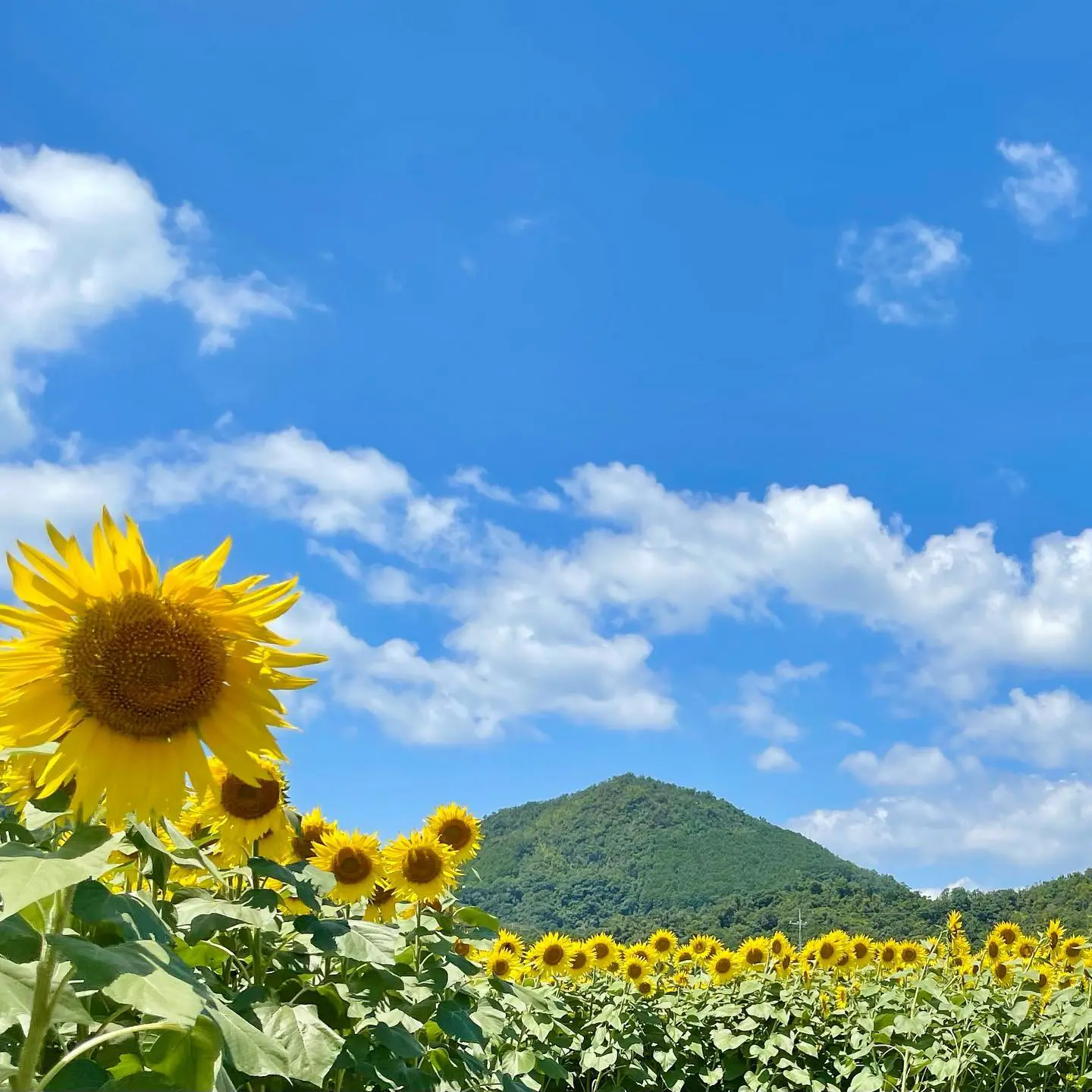 滋賀】ひまわり畑おすすめ7選！見頃や無料スポットも | PrettyOnline