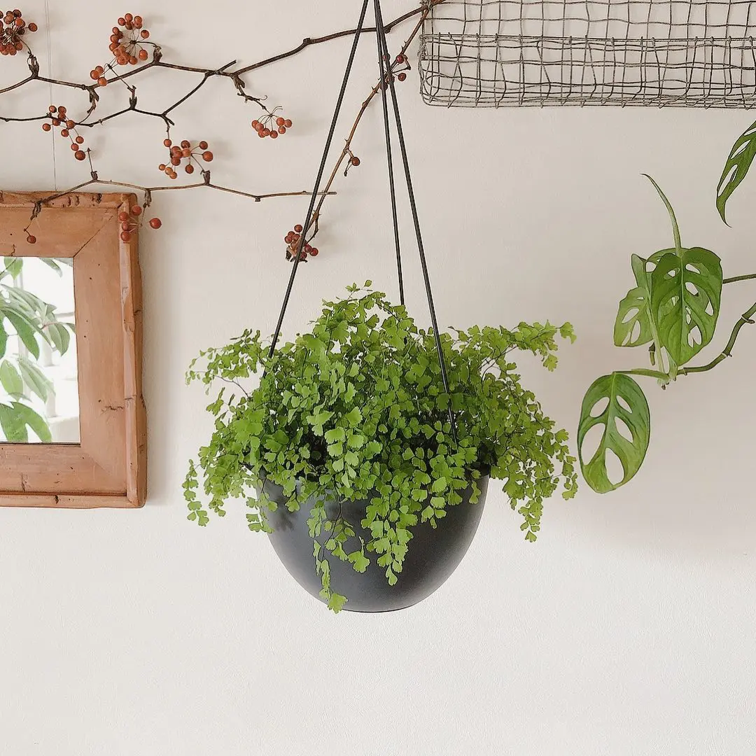 観葉植物をハンギングスタイルで飾ろう！向く植物やメリットについても