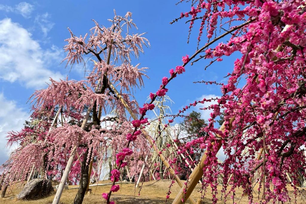 【京都・宇治】三室戸寺で「しだれ梅」が見頃!250本の梅の花が咲き誇る | PrettyOnline