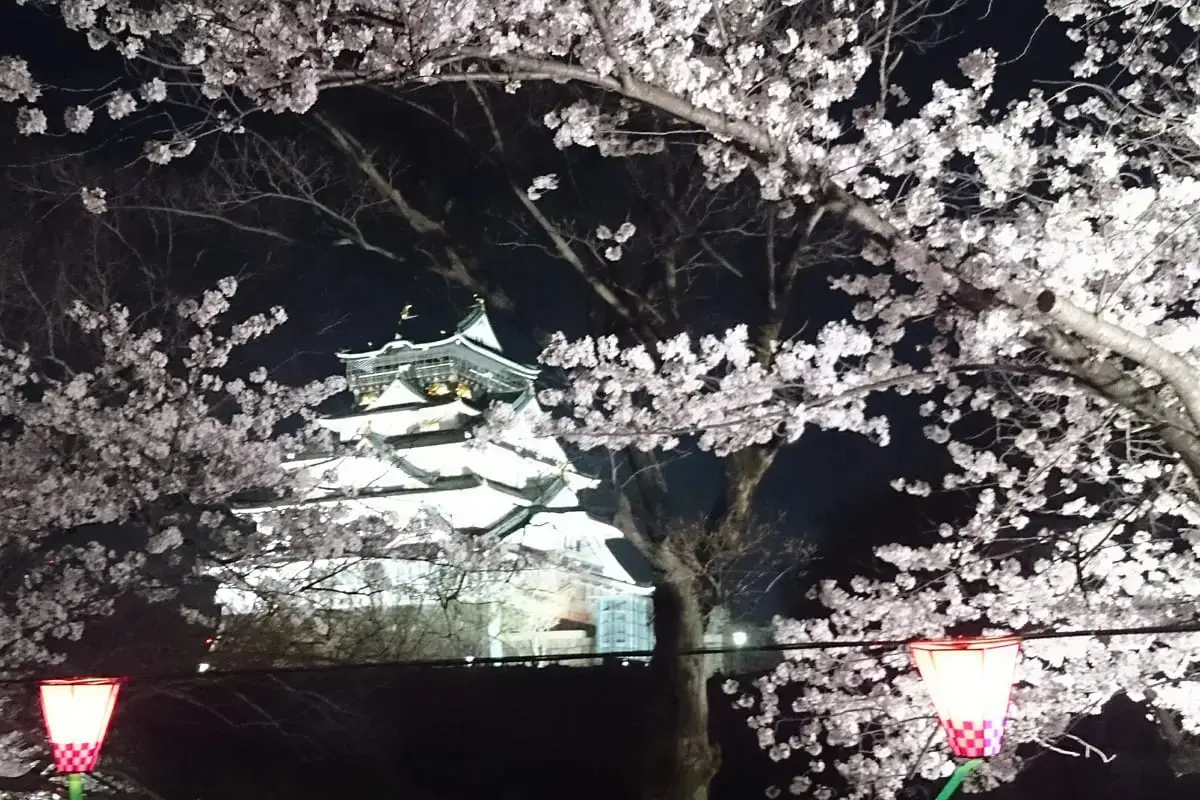 夜桜見 よみうりランド「夜桜ジュエルミネーション」約800本の桜を満喫、“桜を