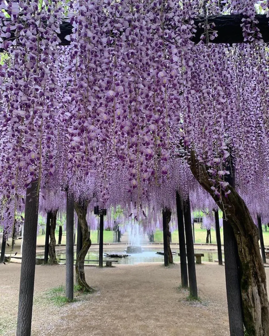 関西 藤 の 花 名所