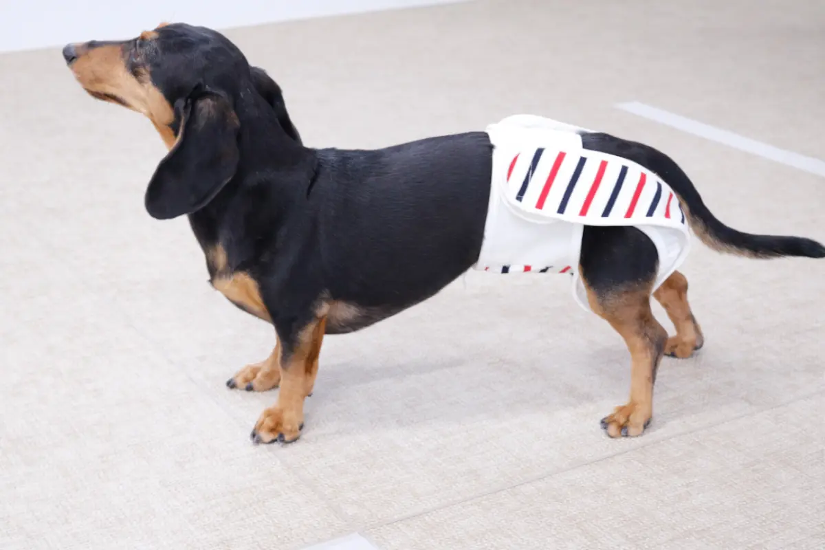 犬用布おむつ「omuwan（おむわん）」口コミまとめ！サイズや着け