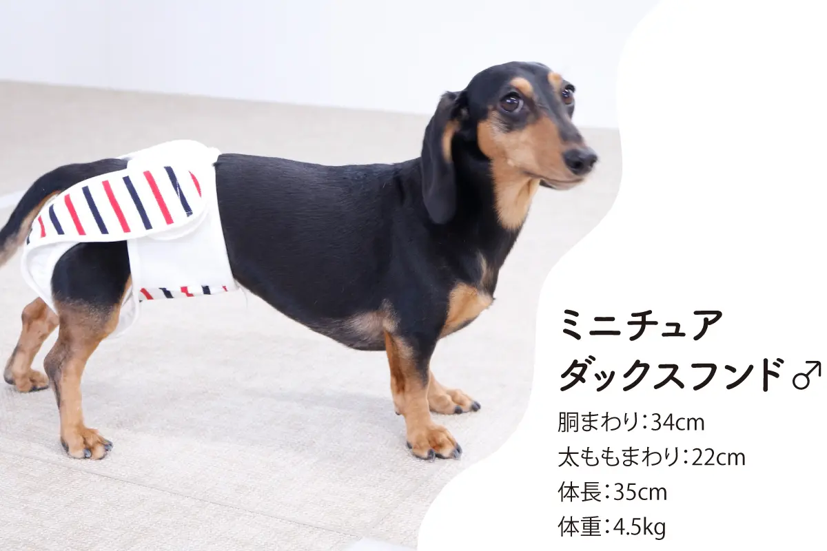 犬用布おむつ「omuwan（おむわん）」口コミまとめ！サイズや着け