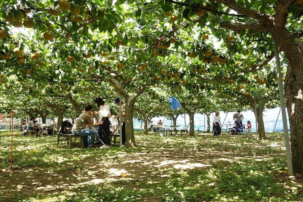 【関西】梨狩りスポット10選!大阪や和歌山などおすすめ農園や時期も紹介 | PrettyOnline