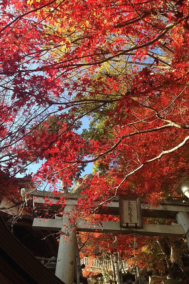 滋賀】美しい紅葉やライトアップなど秋のおでかけ情報！アートやBBQも