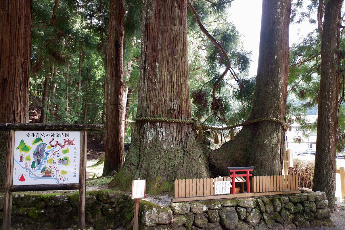 龍穴神社の連理の杉