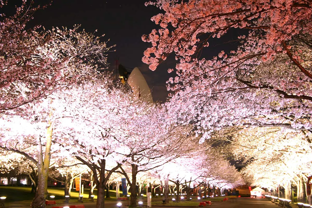 万博記念公園の桜まつりがパワーアップ！夜桜×花火やフードイベントも
