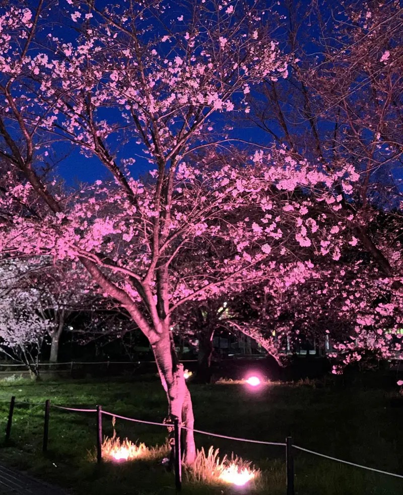 夜桜 🌸夜桜🌸 #japan #japanspring #夜桜 #feelinggood #friends