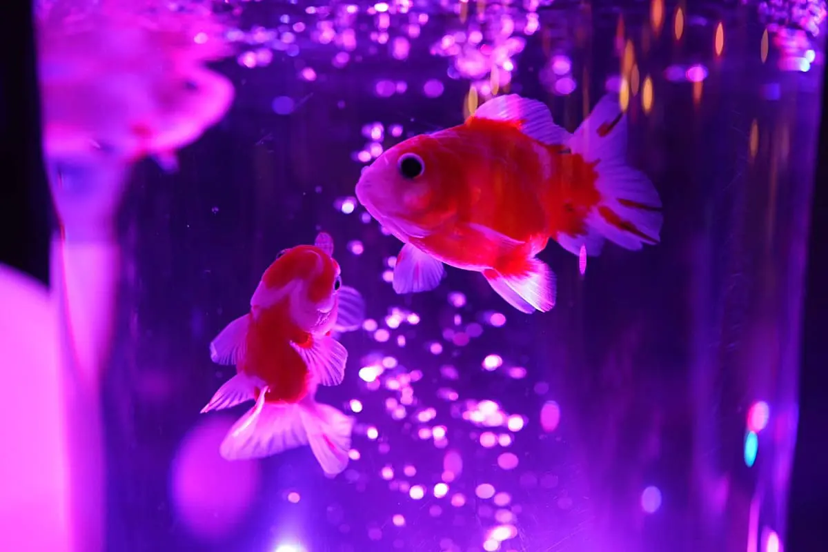 奈良金魚ミュージアム】ライトアップされた桜×金魚の幻想的な春の特別