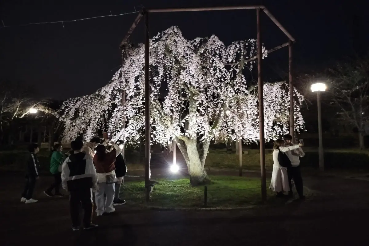 2025】大阪の夜桜9選！ライトアップ名所＆地元民おすすめの穴場も