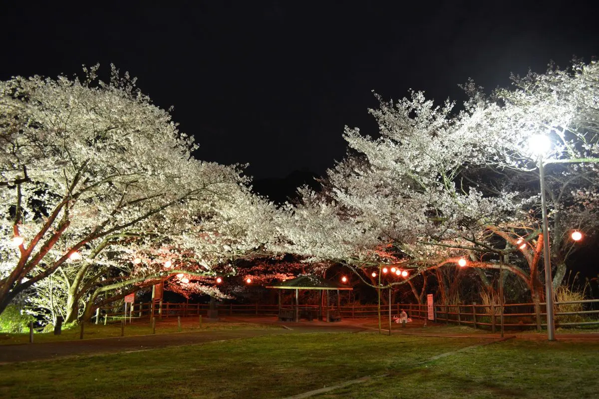 2025】大阪の夜桜9選！ライトアップ名所＆地元民おすすめの穴場も
