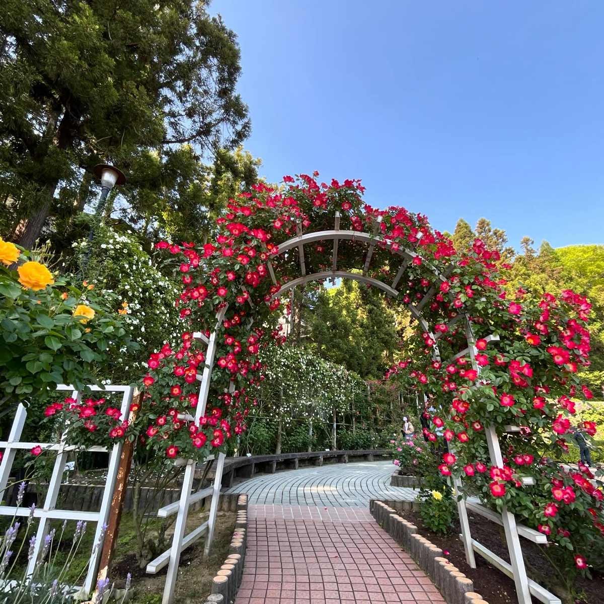 霊山寺のバラ園