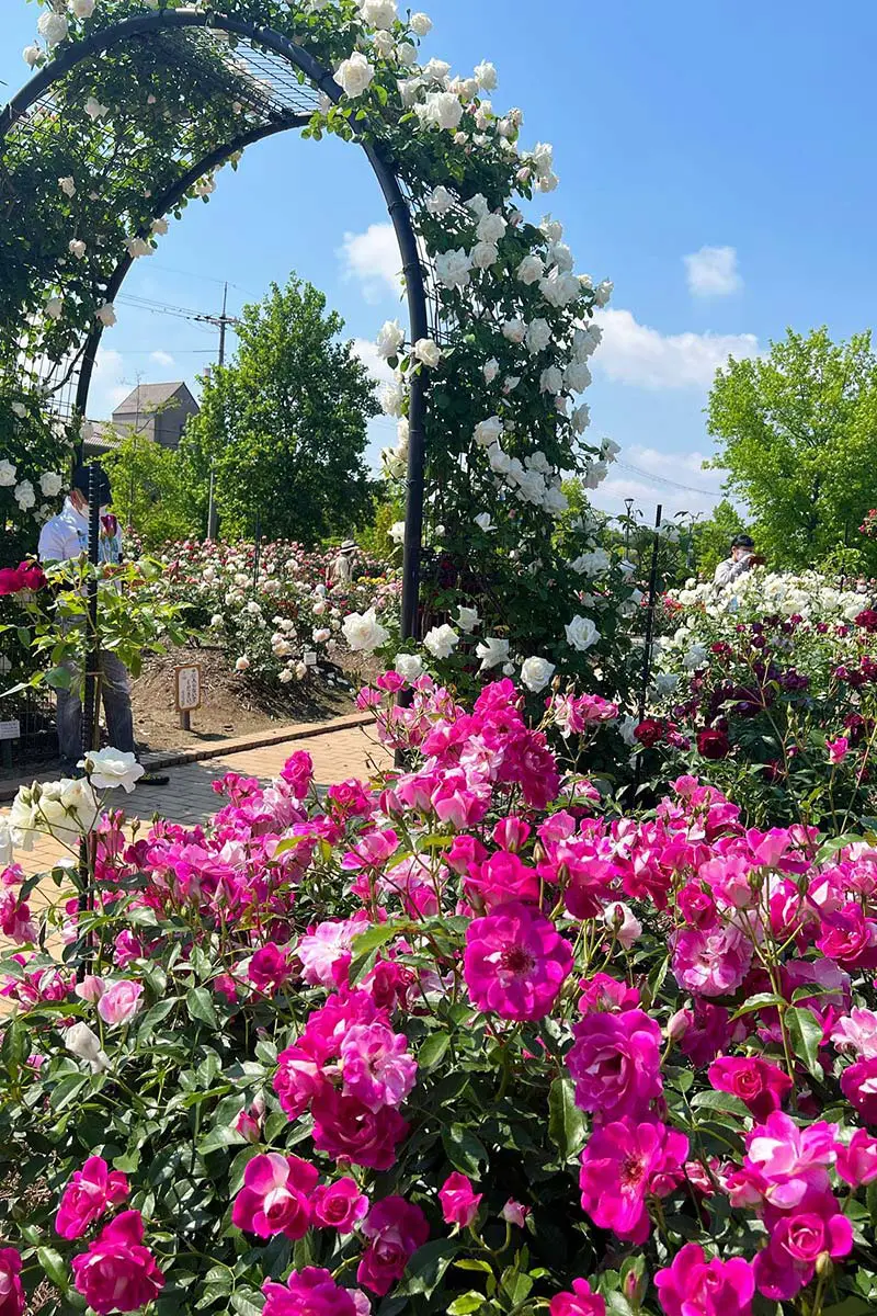 滋賀の絶景バラ園9選！見頃の大津・守山などおすすめ名所を厳選