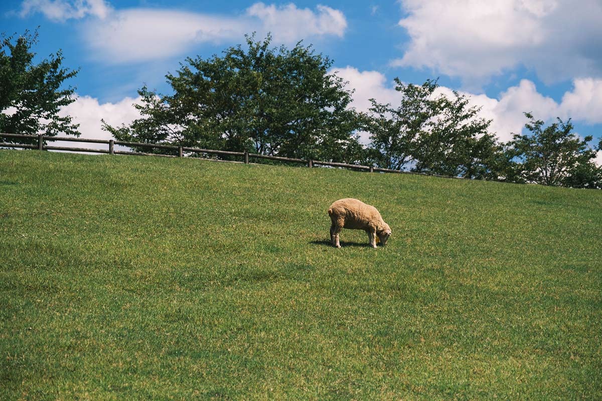 うだアニマルパークの羊