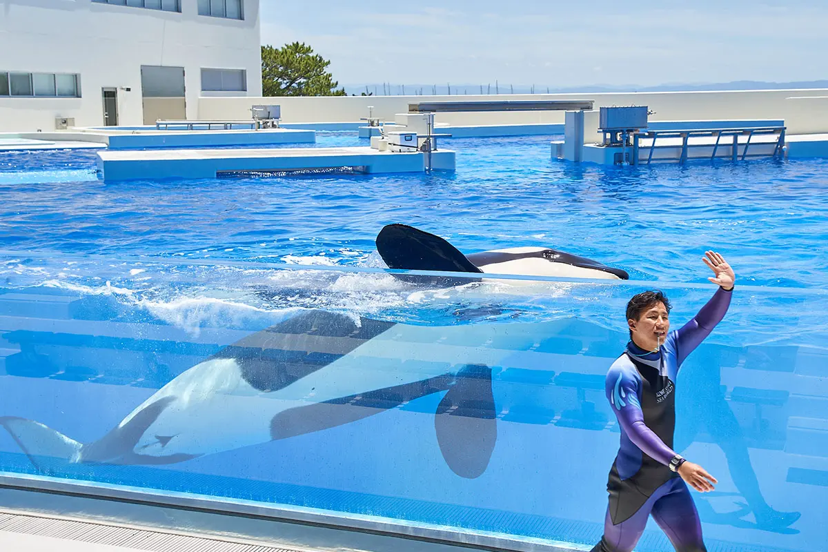 西日本初】シャチに会える水族館「神戸須磨シーワールド」に行ってきた