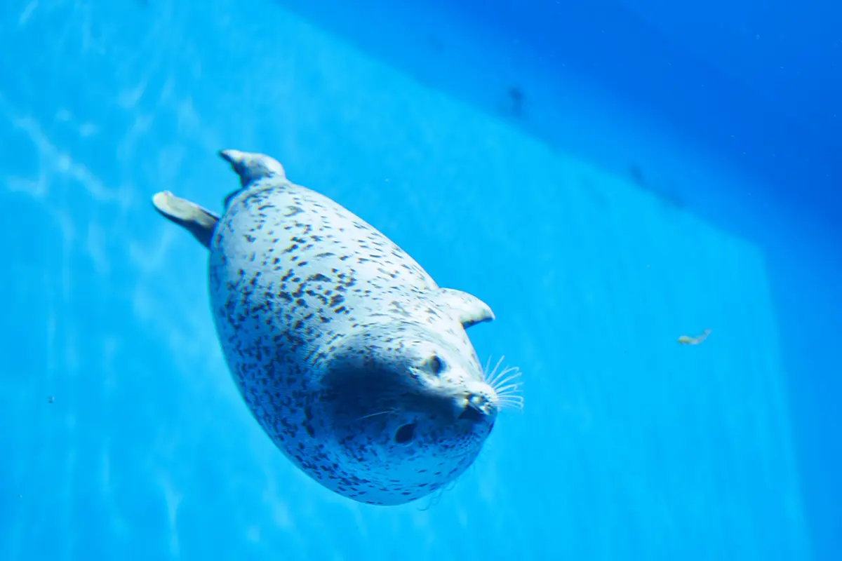 西日本初】シャチに会える水族館「神戸須磨シーワールド」に行ってきた
