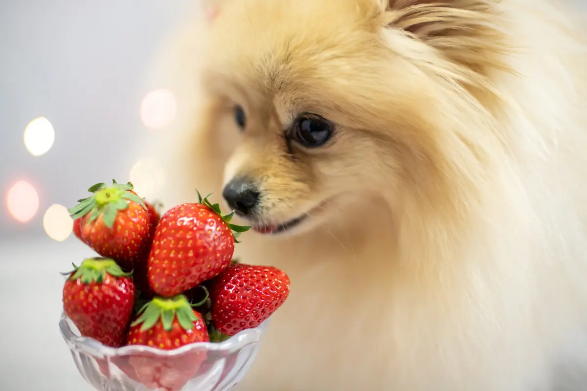犬 が 食べ れる 果物