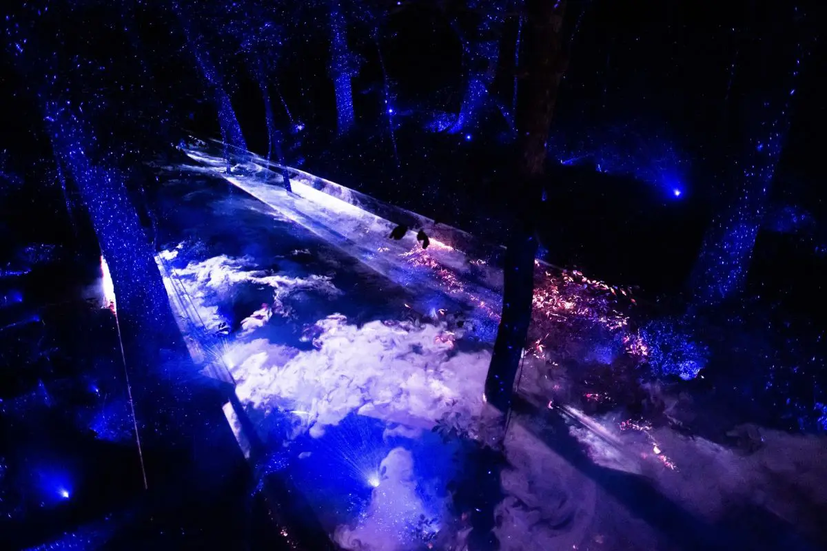 京都】夜の植物園×アート！光と音で表現された自然の神秘を鑑賞