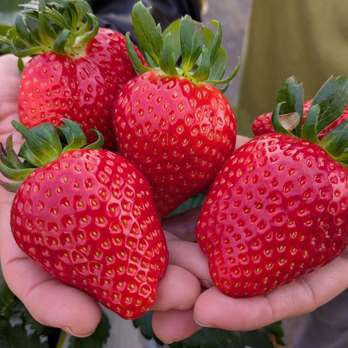 清水園のいちご