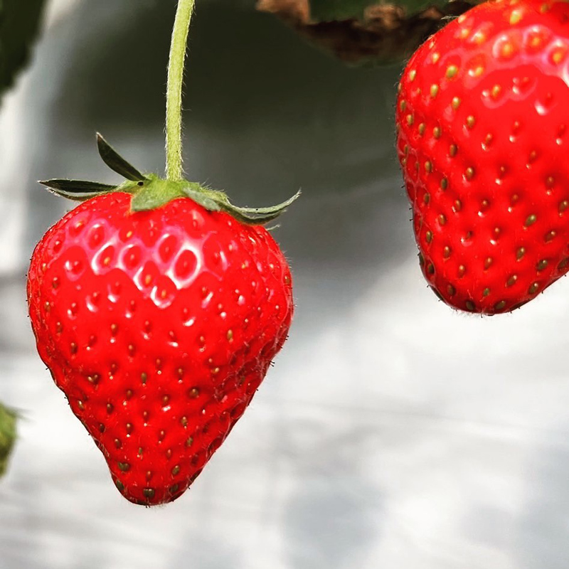 橘農園のいちご