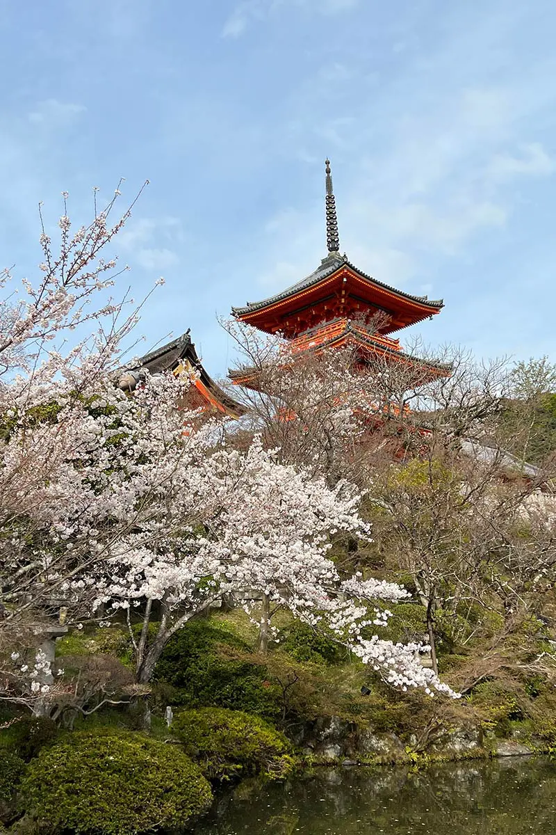 大阪や京都の桜の見頃はいつ？ウェザーマップが「さくら開花予想」発表