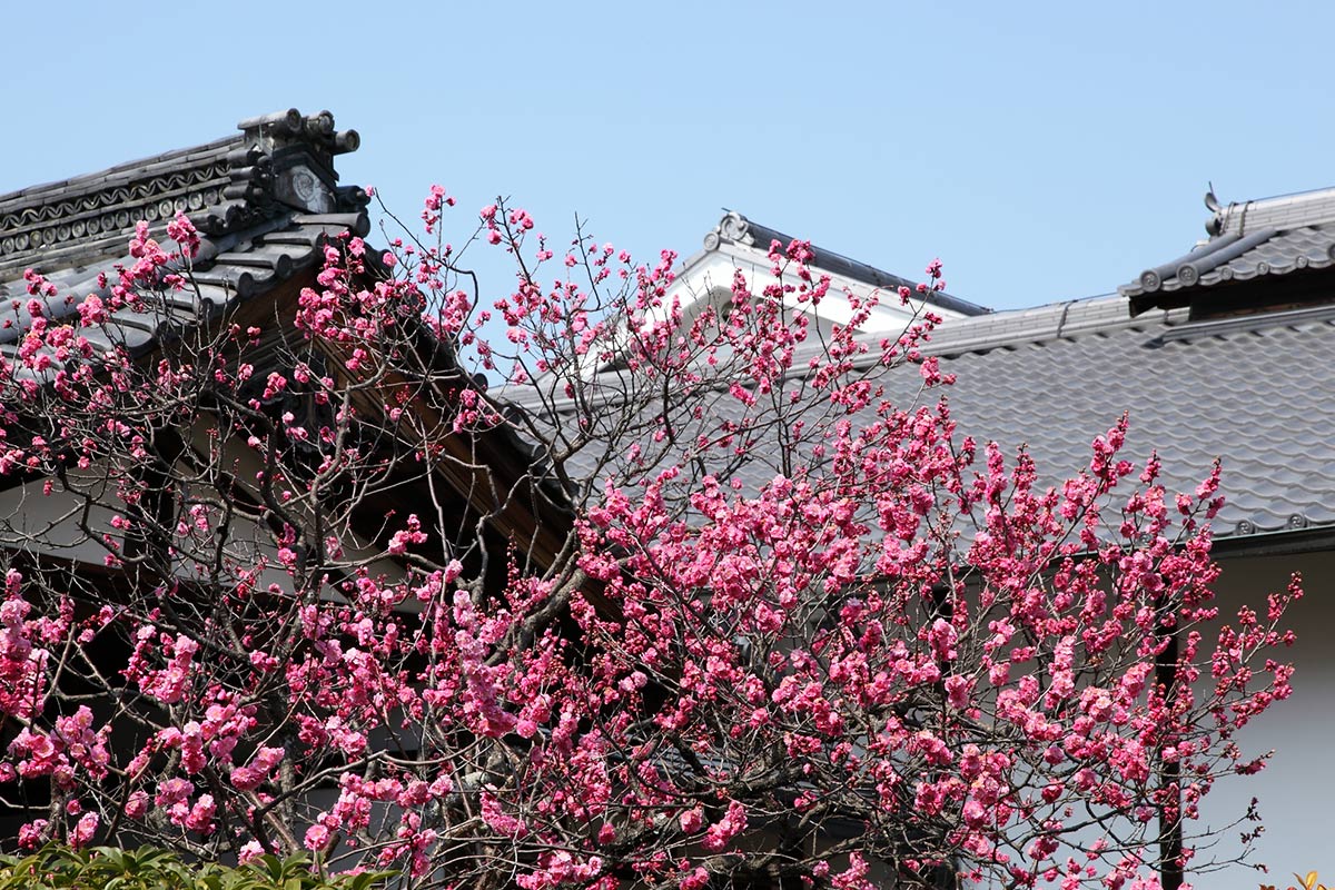 法華寺の梅