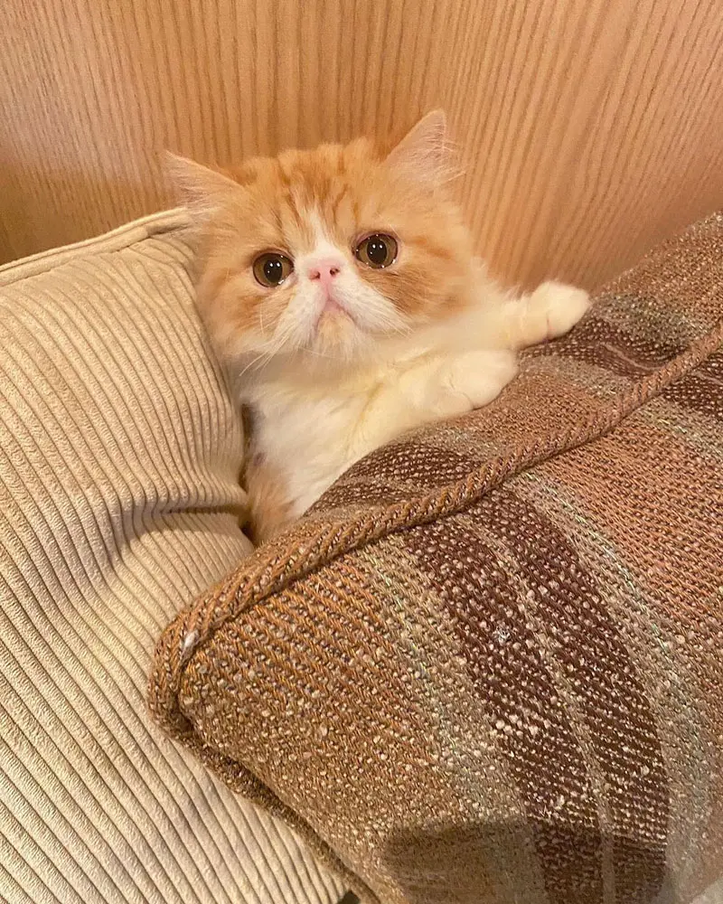 神戸の猫カフェおすすめ11選！三ノ宮や元町で抱っこできる癒やし