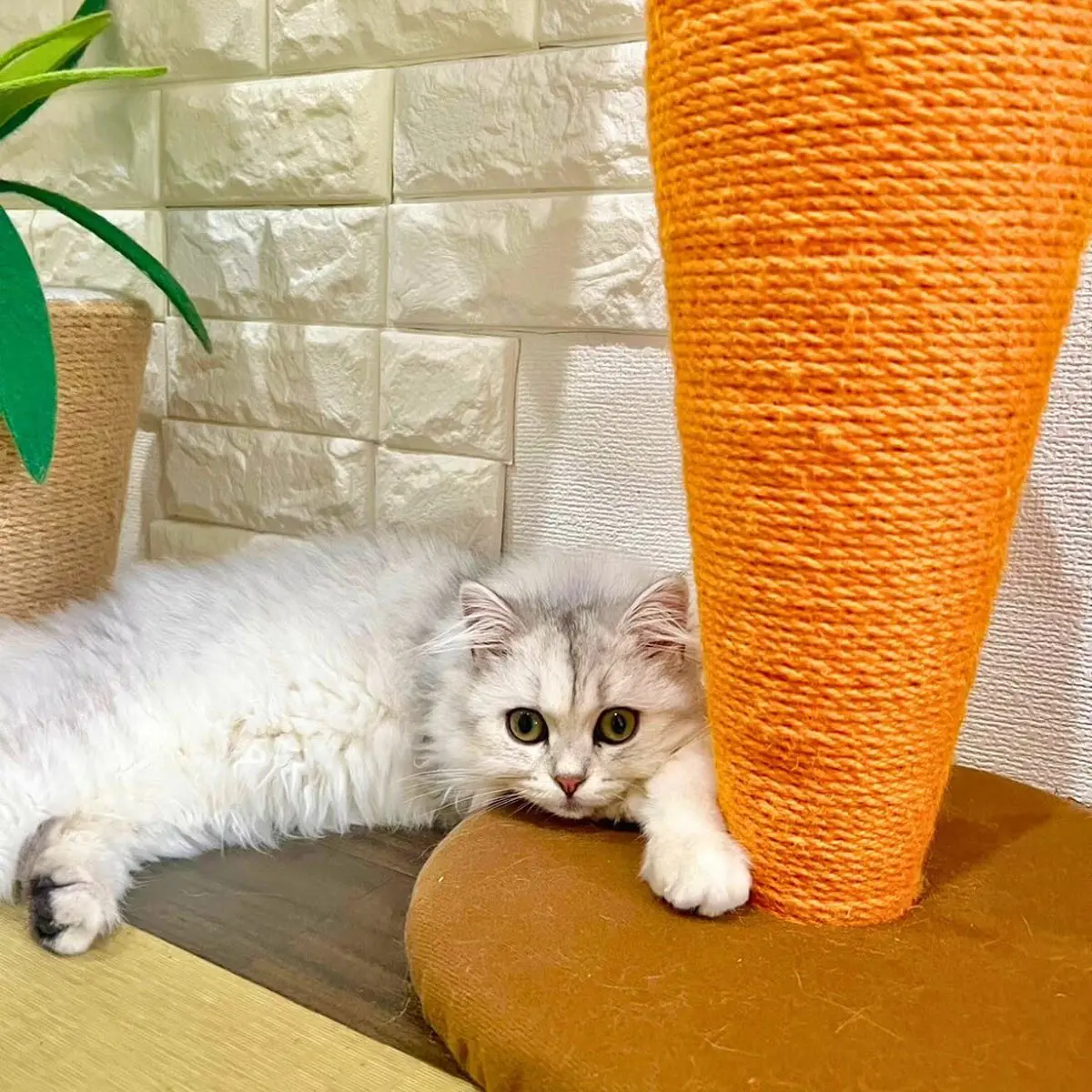 神戸の猫カフェおすすめ11選！三ノ宮や元町で抱っこできる癒やし