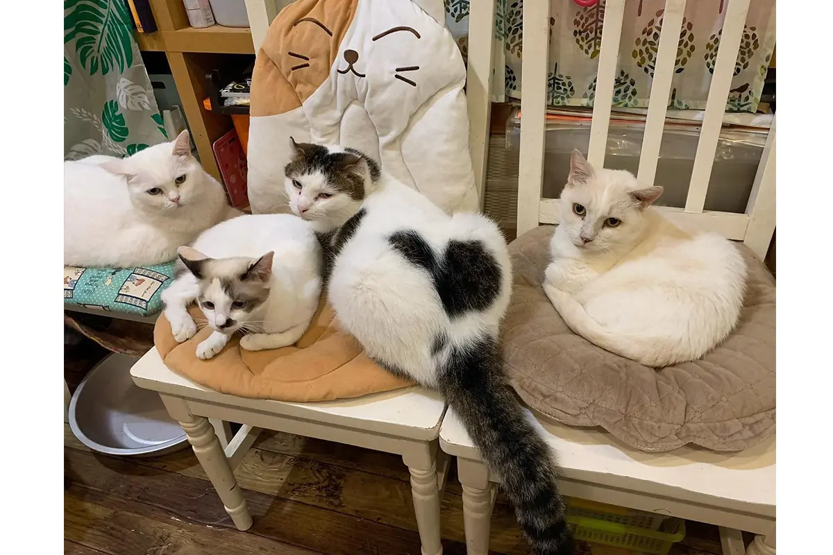 猫 Passion Models[P35T-023]1/35 猫好きが認めるネコ 5種セット - M.S