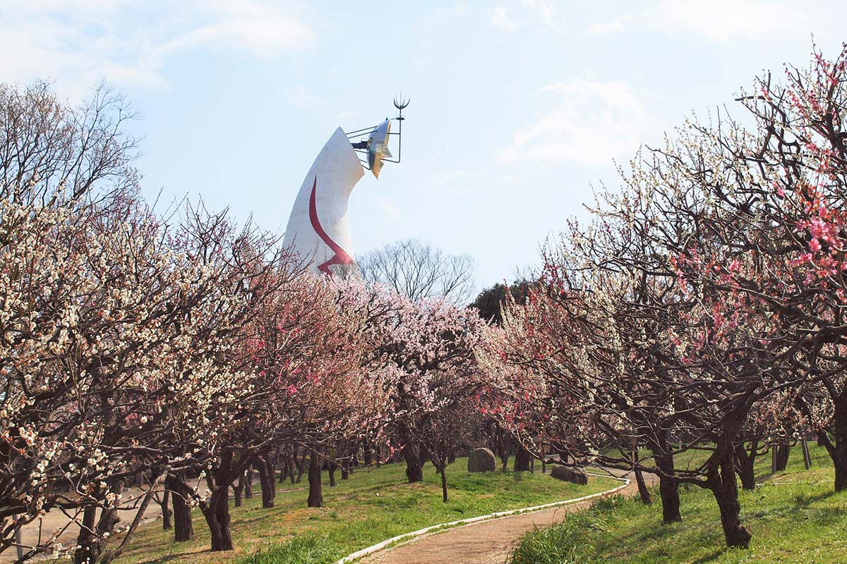 万博記念公園の梅林