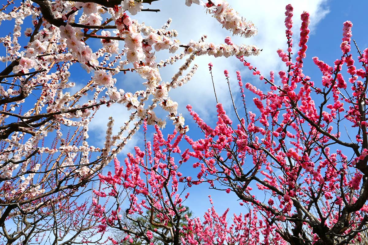 万博記念公園の梅
