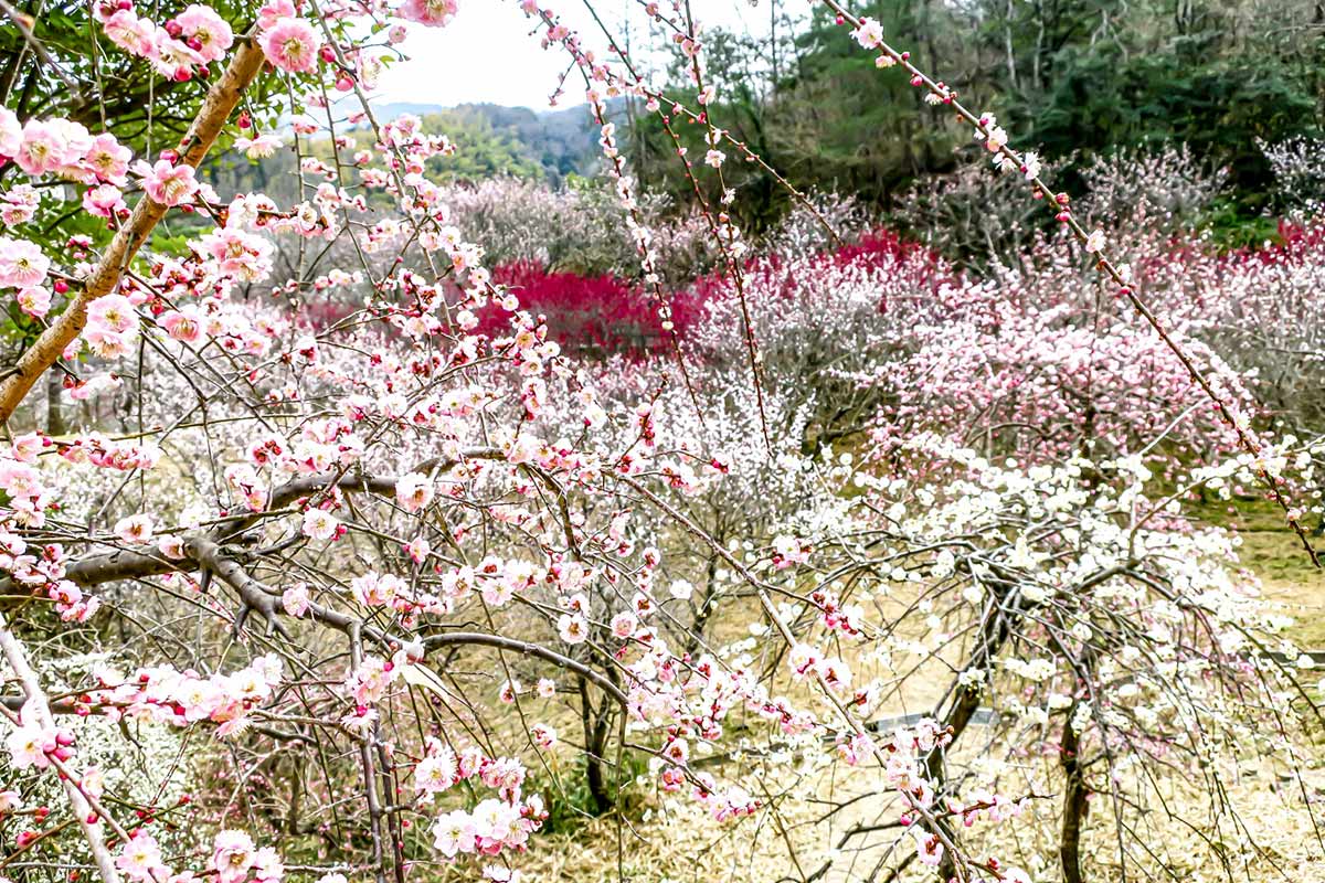 近つ飛鳥風土記の丘の梅林