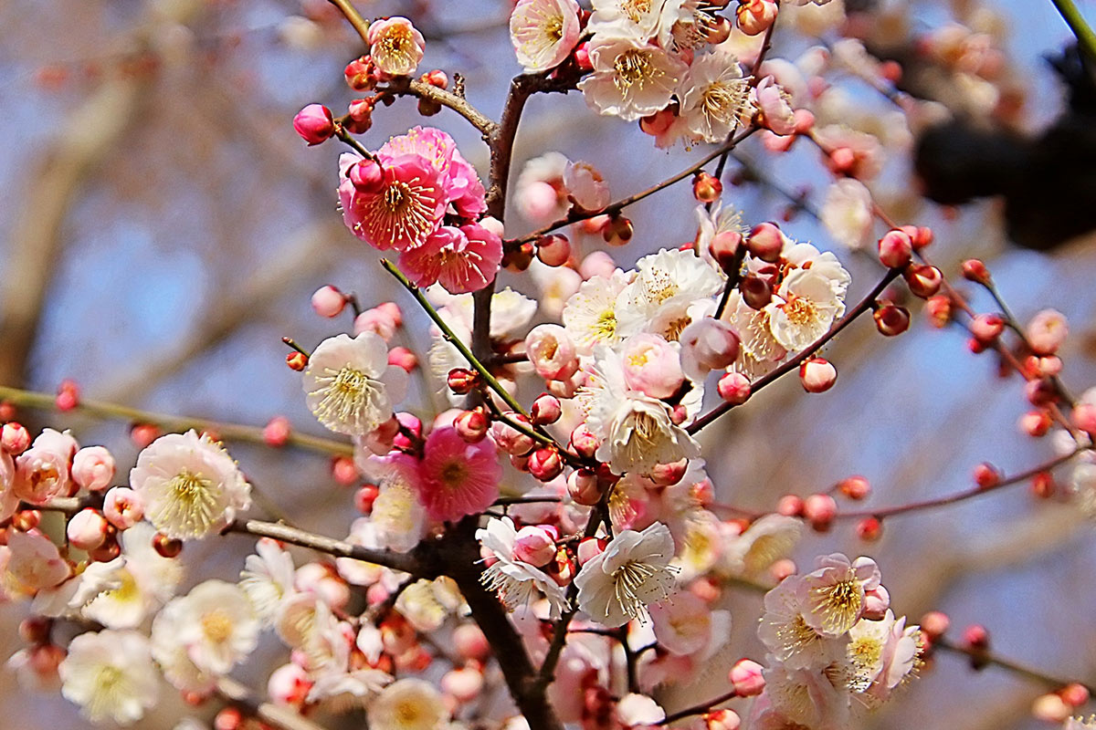 大山公園の梅の花