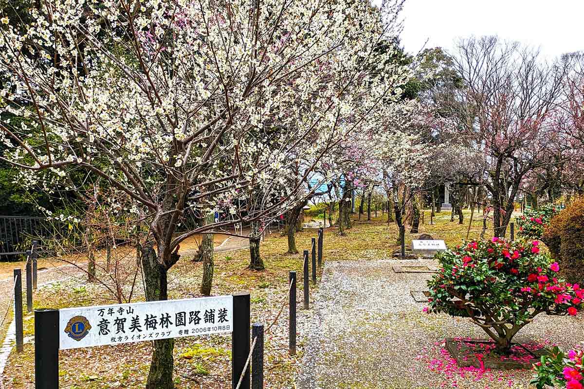 意賀美神社の梅林