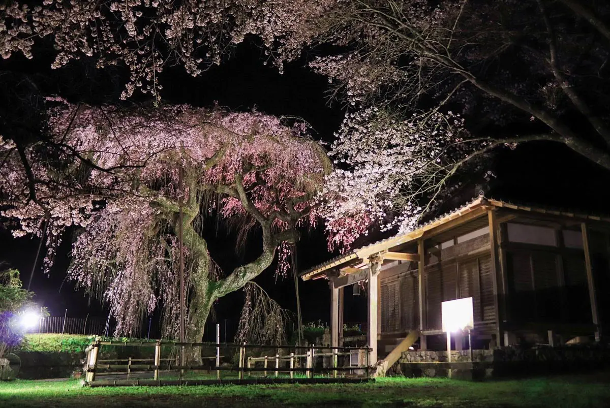 2025】奈良の夜桜12選！ライトアップスポット＆夜桜イベント情報