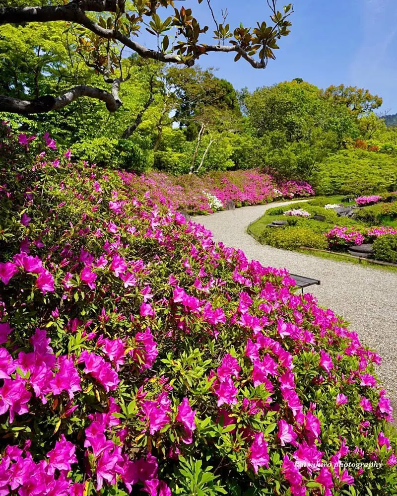 2025】奈良のツツジ名所＆お寺13選！見頃の時期やアクセス方法も紹介