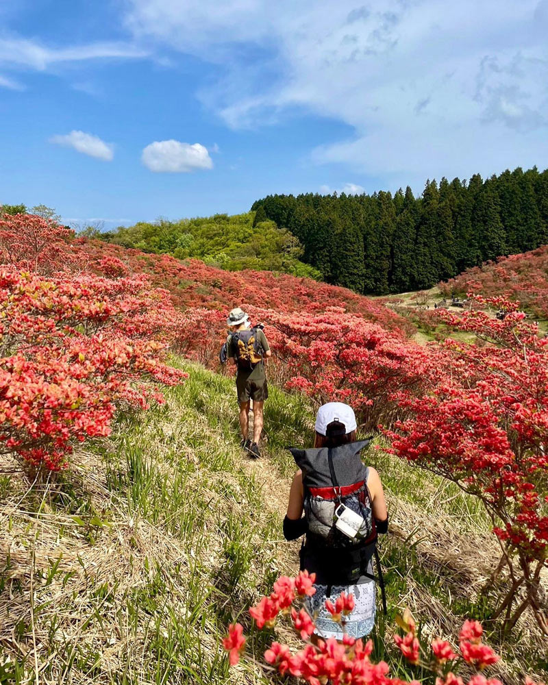 葛城高原自然つつじ園のツツジ